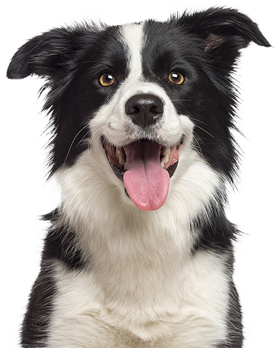 Border collie