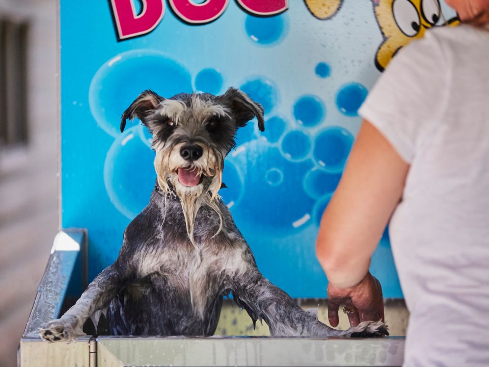 Dog getting washed in K9000 dog wash