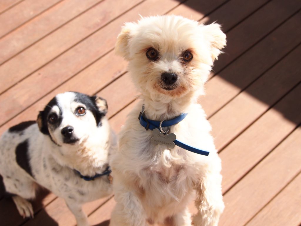 Two small dogs on a poarch