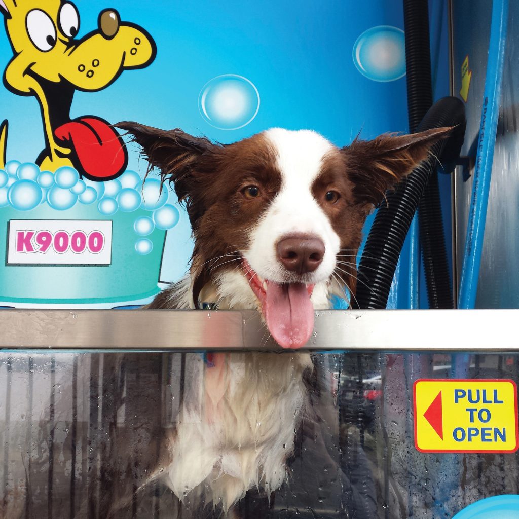 Dog with tongue out, in K9000 dog wash