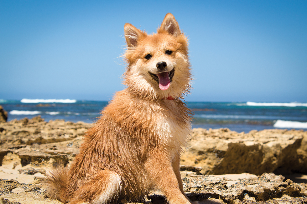 Wet dog on a rocky beach