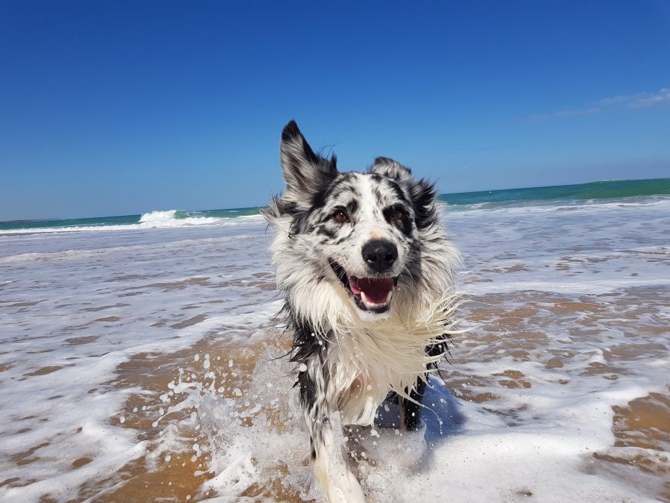 Dog running through the water at a beach