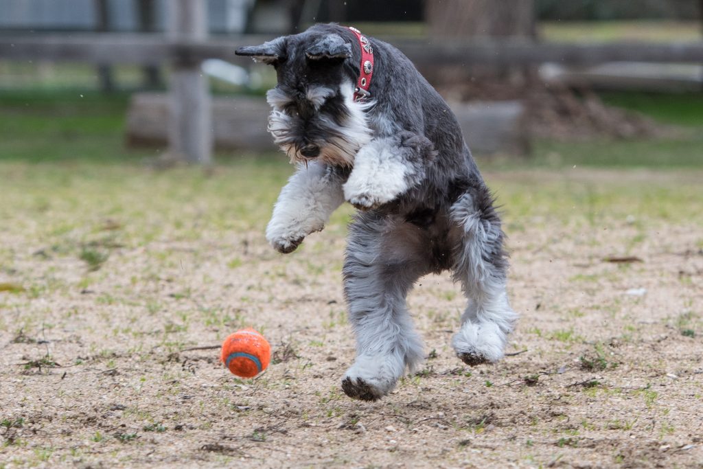 Dog jumping at a ball