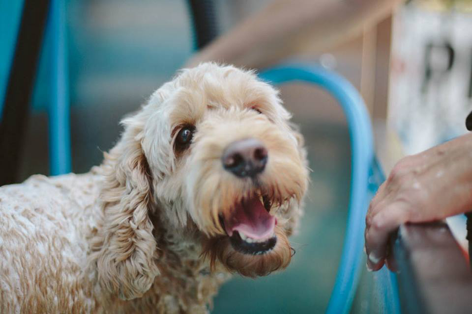 Happy dog in K9000 dog wash