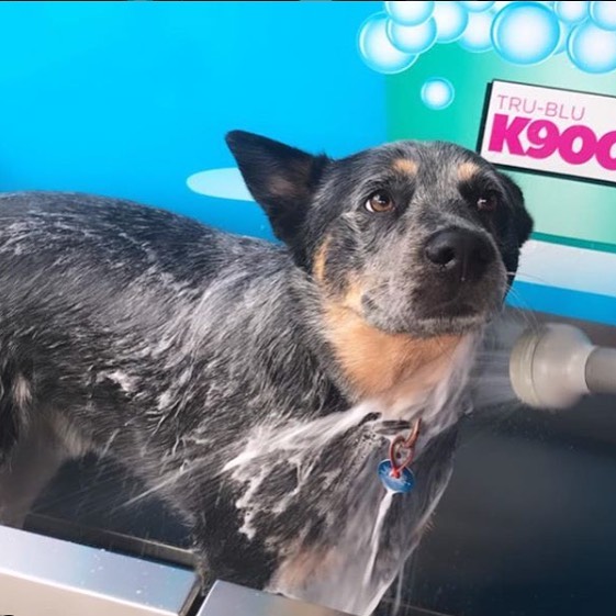 Happy dog getting washed in a K9000 Dog Wash