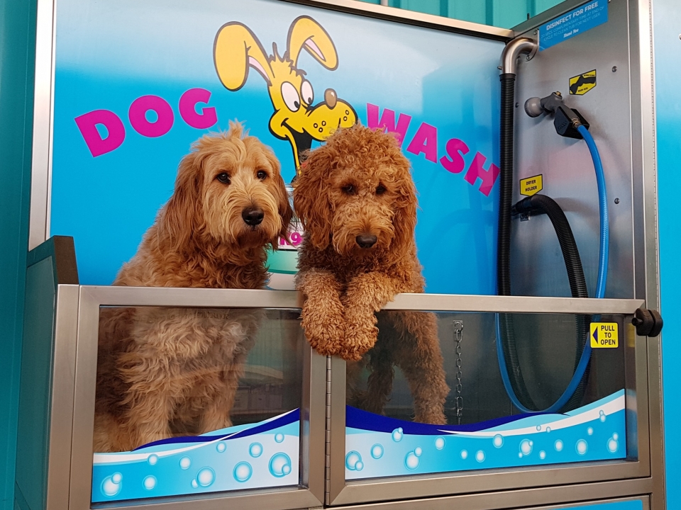 Two dogs in a K9000 Dog Wash at Popes Kingston