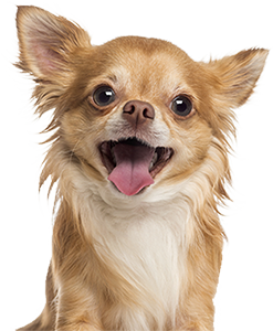 Dog 2-300 Happy dog with tongue out