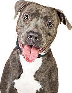 Dog 3-300 Happy dog with tongue out