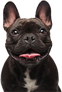 Dog 4-300 Happy dog with tongue out