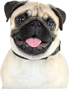 Happy dog with tongue out