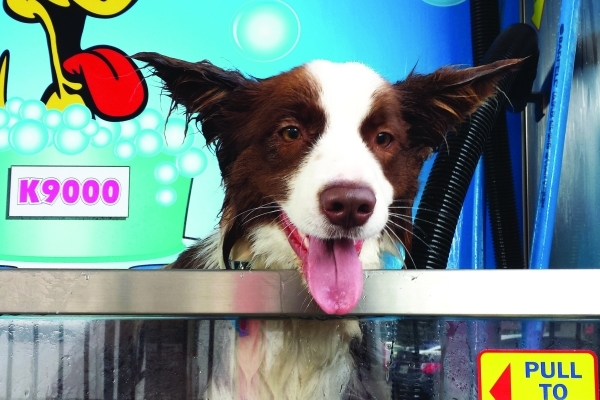 Happy brown and white dog getting washed in K9000 dog wash machine