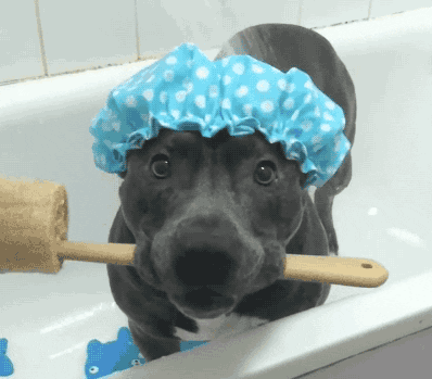 dog in bathtub