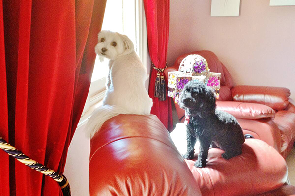 Two beautiful dogs at Must Love Dogs B&B
