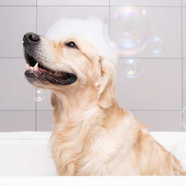 Get Rid of Fleas