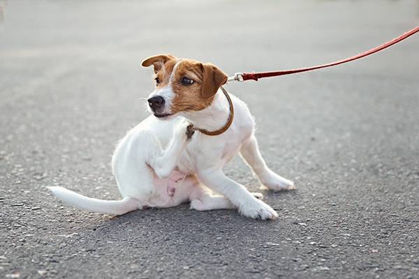 Owner walking her jack russell terrier dog outside. Dog scratches fleas on the street