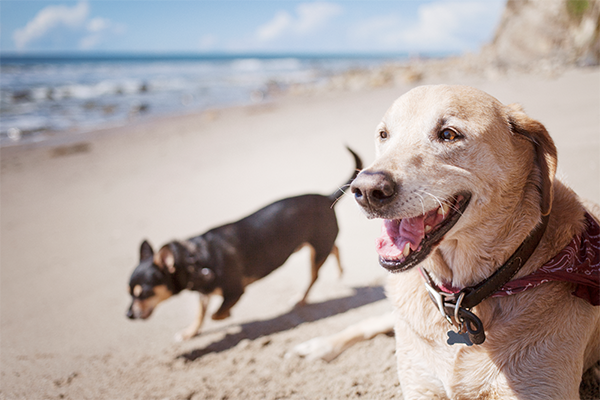 Dog beach