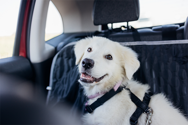 Dog in car