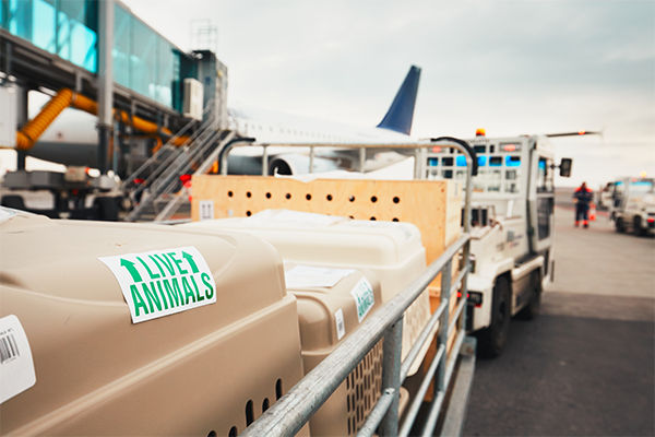 flight crates