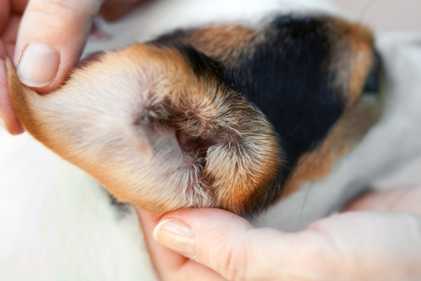 Dog ear wax