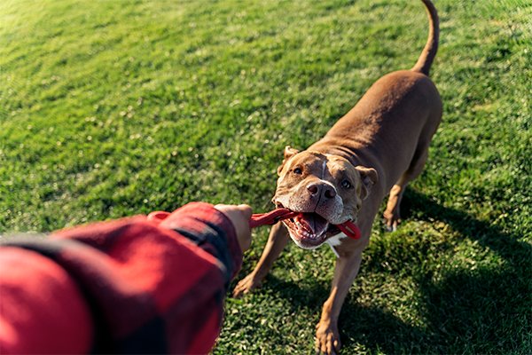 dog playing with chew toy