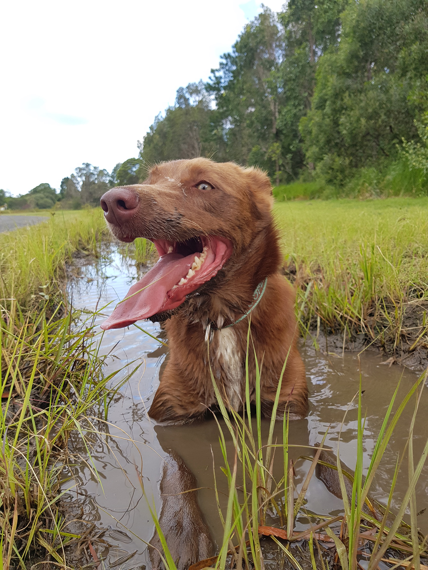 Dog playing in the mud
