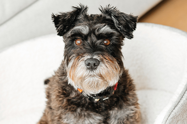 Miniature Schnauzer