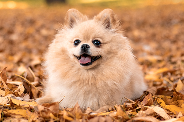 Pomeranian
