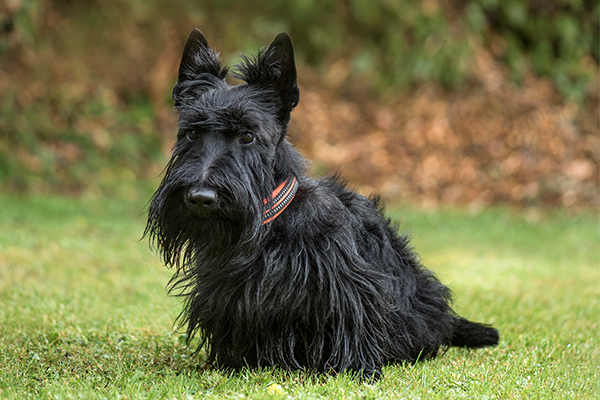 Scottish Terrier