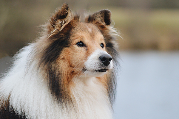 Shetland Sheepdog